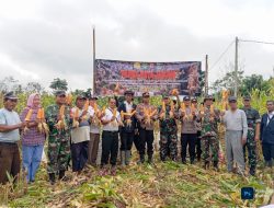 Dukung Program Ketahanan Pangan, Polsek Maja Gelar Panen Raya Jagung di Desa Binong