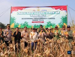 Polres Lebak dan Petani Maja Sukses Gelar Panen Jagung Kuartal Kedua