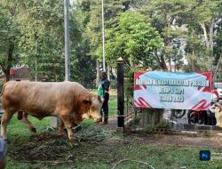 Presiden Prabowo Salurkan Sapi Kurban Limosin seberat 1,15 Ton untuk Warga Banten