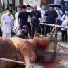 Polda Jabar Salurkan 77 Sapi dan 35 Kambing untuk Qurban Idul Adha 1446 H