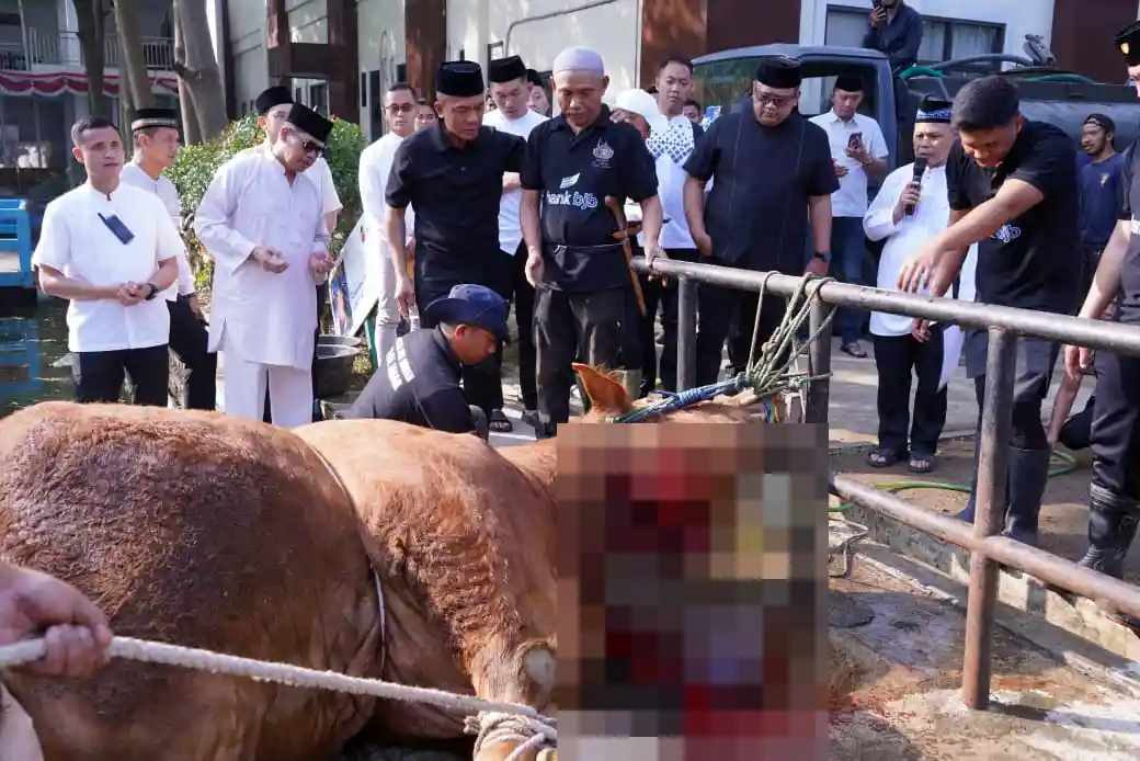 Polda Jabar Salurkan 77 Sapi dan 35 Kambing untuk Qurban Idul Adha 1446 H