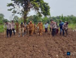 Polsek Rangkasbitung dan Warga Citeras Gelar Penanaman Jagung untuk Swasembada 2025