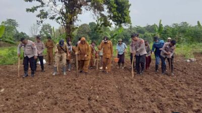 Polsek Rangkasbitung dan Warga Citeras Gelar Penanaman Jagung untuk Swasembada 2025
