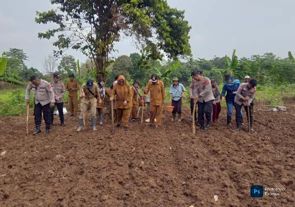 Polsek Rangkasbitung dan Warga Citeras Gelar Penanaman Jagung untuk Swasembada 2025