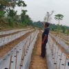 Bumdes Setia Jaya Desa Nanggung Butuh Traktor, Percepat Olah Lahan dan Tingkatkan Hasil Pertanian