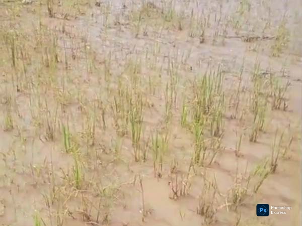 Lumpur Tambang Tutupi Sawah, Warga Pagintungan Tuntut Pemerintah Bertindak